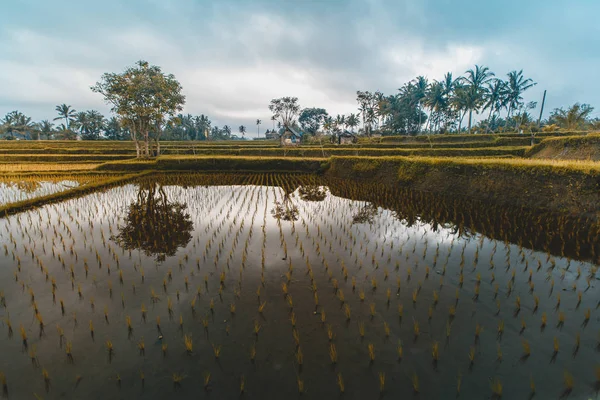 Şafakta, Endonezya pirinç Teras alanları. Yumuşak odak yatay, sabah ışık palmiye ağaçları. Gündoğumu zaman Bali — Stok fotoğraf