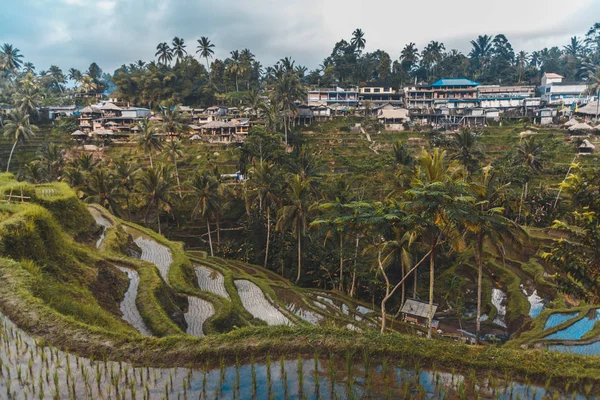 Тегалаланг Райс тераси в Ubud, Балі, Індонезія. — стокове фото