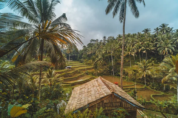 Taras ryżowy Tegalalang w Ubud, Bali, Indonezja. — Zdjęcie stockowe