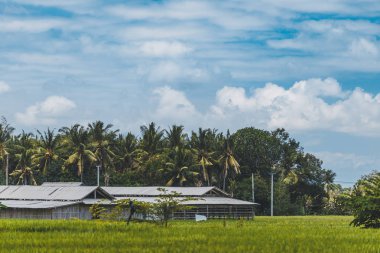 Çeltik pirinç alan bulut arka plan