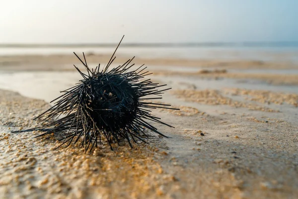 sea urchin on sand with sea background