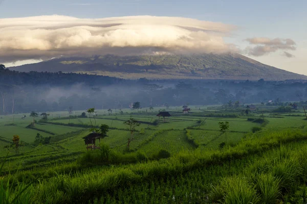 Zielony ryżu pola na tle góry w Bali, Indonezja — Zdjęcie stockowe