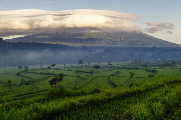 Zöld rizs mező hegyi háttér: Bali, Indonézia — Stock Fotó