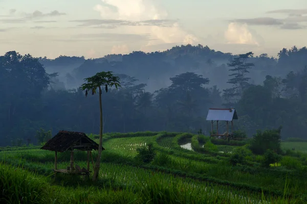Zöld rizs mező hegyi háttér: Bali, Indonézia — Stock Fotó