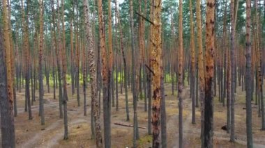 4 bin. Havadan. Bulutlu çam ağacının içinde uç. Ağaçların gövdeleri arasında uç.