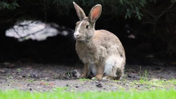 Bel coniglietto che riposa in giardino — Video Stock