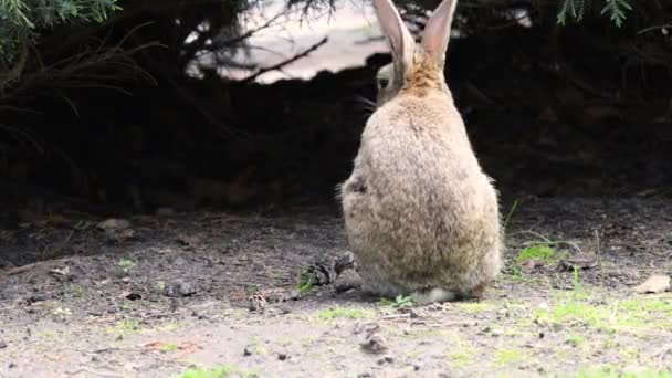 Beautiful little rabbit resting in the garden — Stock Video