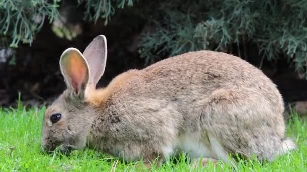 Красивый маленький кролик отдыхает в саду — стоковое видео