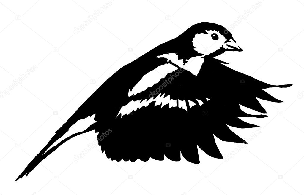 Noir Et Blanc Peinture Linéaire Dessiner Illustration Oiseau