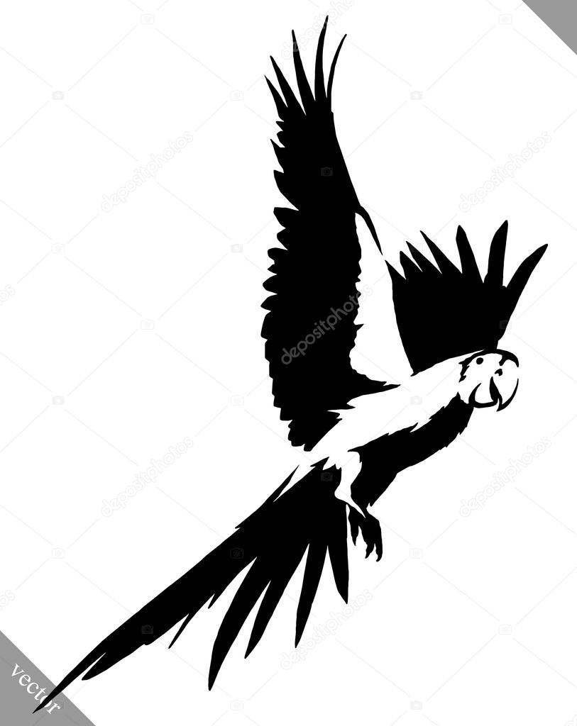 Pintura en blanco y negro dibujar loro ave vector ilustración vector