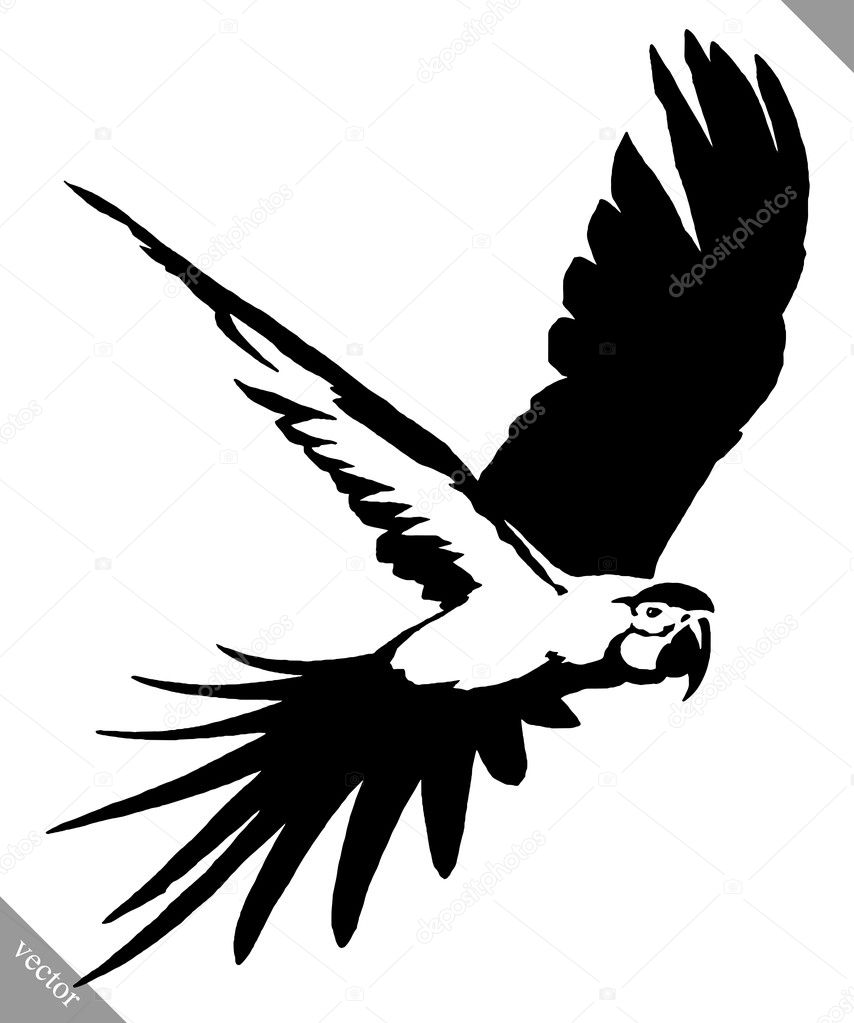 Vector: loro negro | Ilustración de vector de pintura blanco y negro