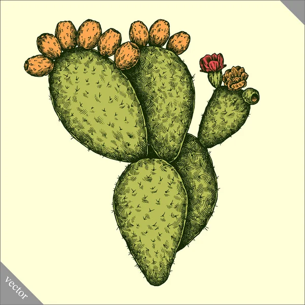 1 319 Prickly Pear Cactus Vector Images Free Royalty Free Prickly Pear Cactus Vectors Depositphotos 1 319 Prickly Pear Cactus Vector Images Free Royalty Free Prickly Pear Cactus Vectors Depositphotos
