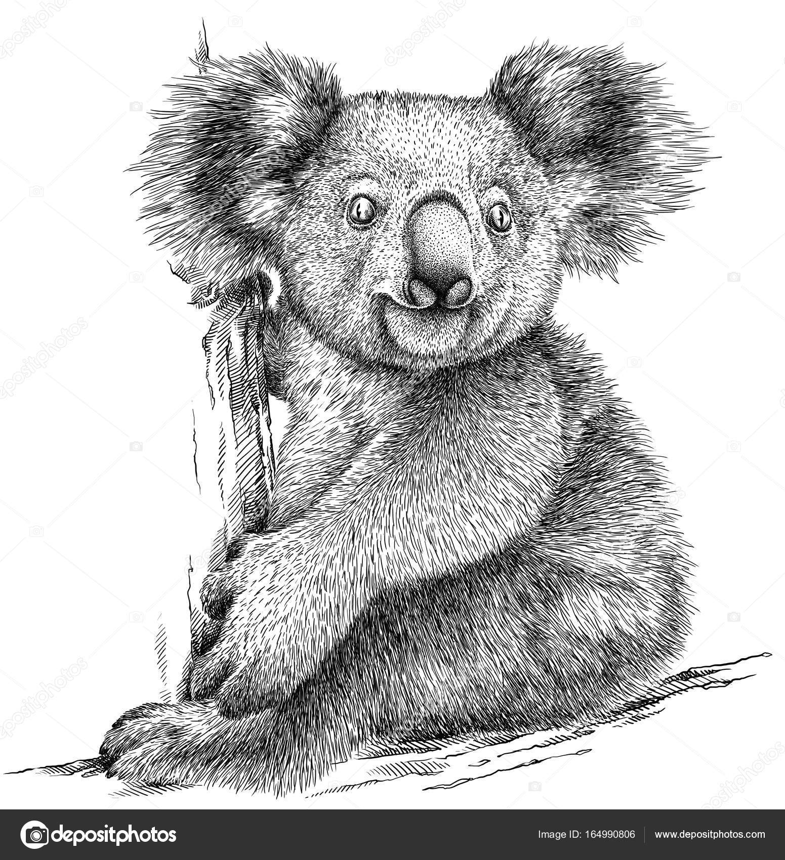 Noir et blanc graver illustration isolée de koala photo