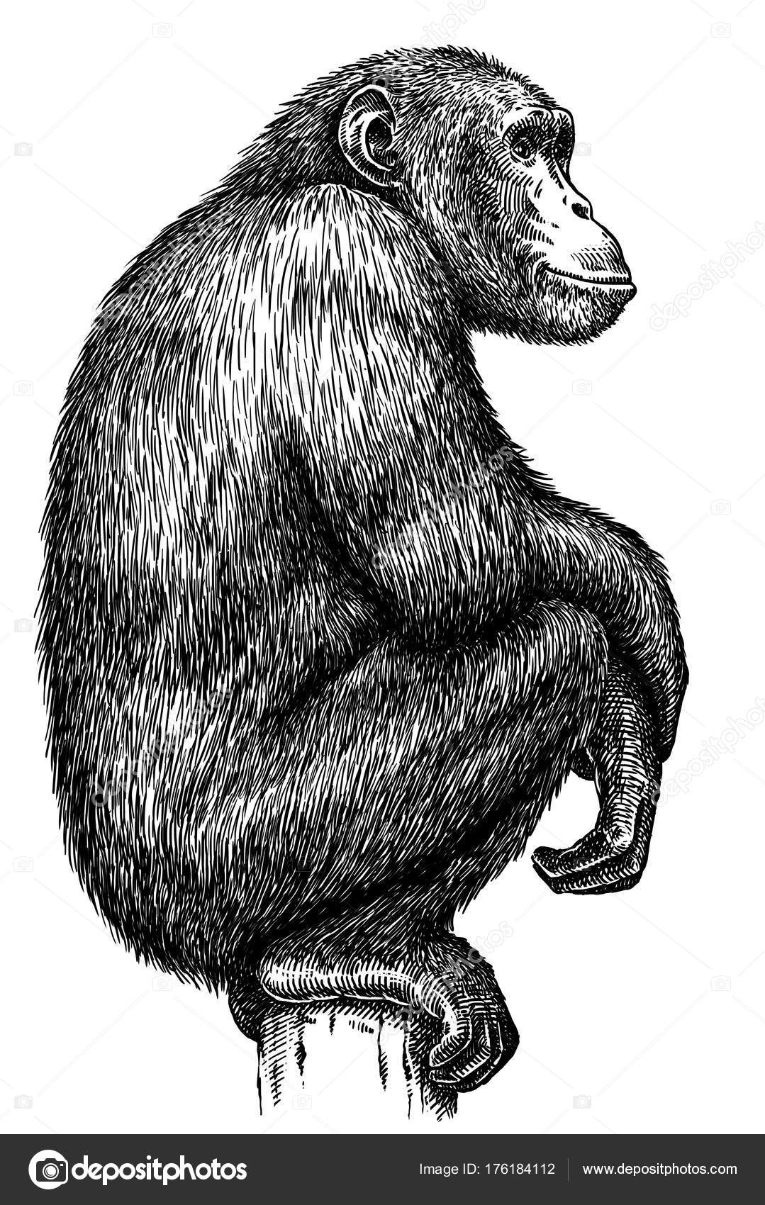 Black And White Engrave Isolated Monkey Illustration Stock Photo Image By C Turaevgeniy Gmail Com Black And White Engrave Isolated Monkey Illustration Stock Photo Image By C Turaevgeniy Gmail Com