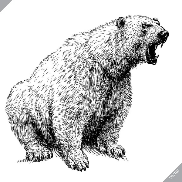 Schwarzweiß gravieren isolierter Vektorbär lizenzfreie