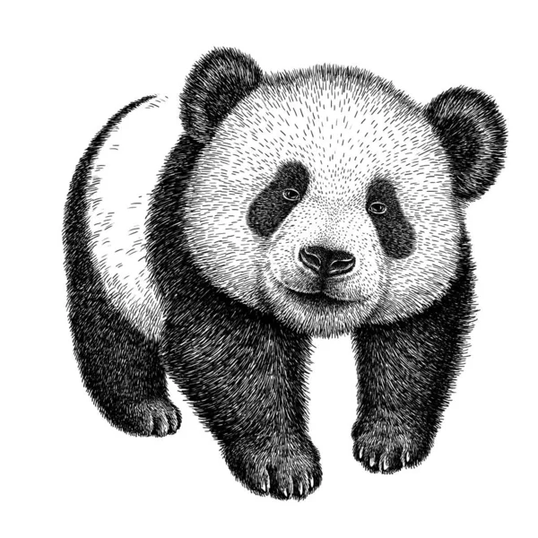 Ilustracion: ilustraciones oso panda | grabado de la ilustración del