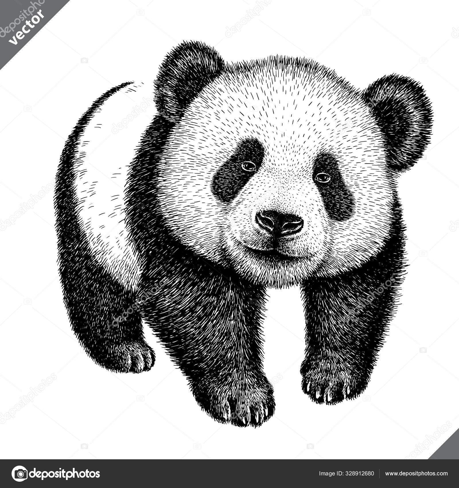 Black And White Engrave Isolated Panda Vector Illustration Stock Vector Royalty Free Vector Image By C Turaevgeniy Gmail Com Black And White Engrave Isolated Panda Vector Illustration Stock Vector Royalty Free Vector Image By C Turaevgeniy Gmail Com