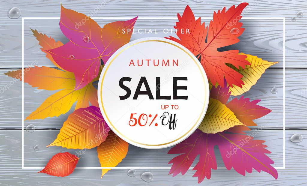 Autumn Sales banner, Fall Sale Vector illustration. Fall sales season voucher with realistic drawing maple leaves, leaf fall, wood texture, water drops. Thanksgiving Holiday decoration. Fall Maple tree leaves, lettering, wooden texture. Autumn Sale