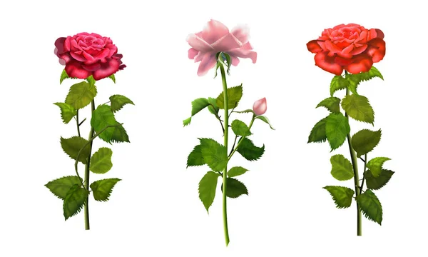 Rosas Isoladas Fundo Branco Conjunto Romance Papel Parede Rosa Vermelho — Fotografia de Stock