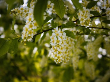 Baharda beyaz kiraz çiçeği yeşili yapraklar