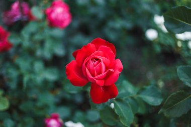 kırmızı gül bush