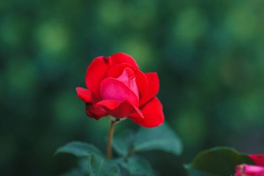 kırmızı gül bush