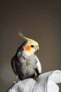 Corella papağan. Egzotik gri papağan