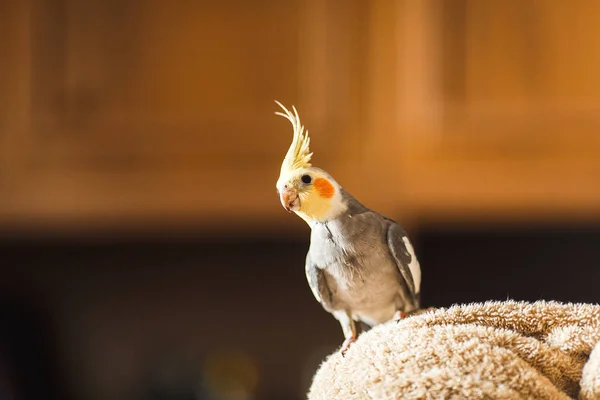 Corella papağan. Egzotik gri papağan