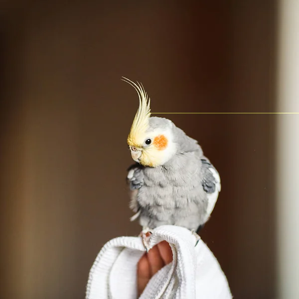 Corella papağan. Egzotik gri papağan — Stok fotoğraf