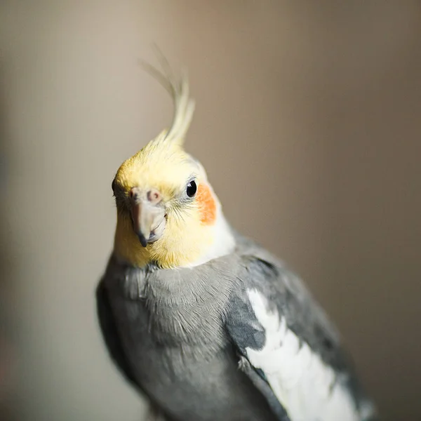 Papageienkorella. exotischer Graupapagei — Stockfoto