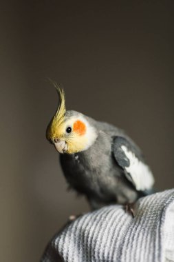 Corella papağan. Egzotik gri papağan