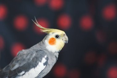 Corella papağan. Egzotik gri papağan