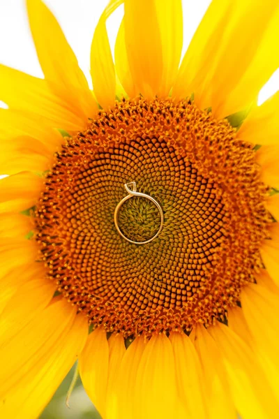 Alyans ayçiçeği üzerinde — Stok fotoğraf