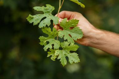 vine leaf disease clipart