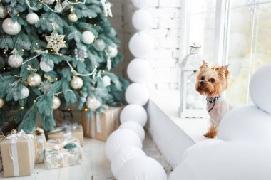 Eve yeni yıl Noel dekorasyon olarak arka plan ile Yorkshire korkunç