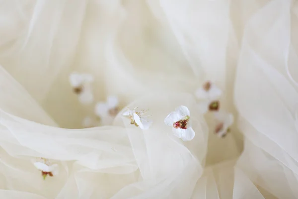 Flores de damasco em um véu — Fotografia de Stock