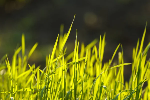 Young green grass. Closeup macro