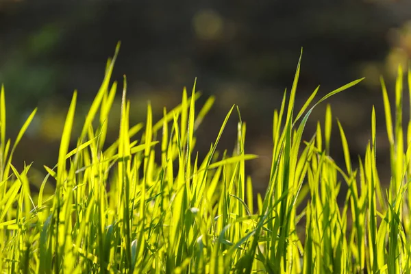 Young green grass. Closeup macro