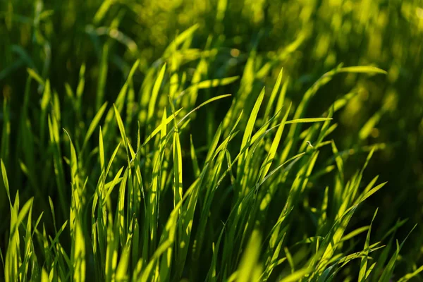 Young green grass. Closeup macro