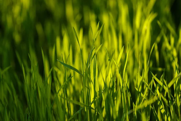 Hierba verde joven. Primer plano macro — Foto de Stock