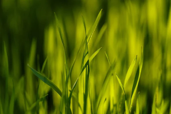 Hierba verde joven. Primer plano macro — Foto de Stock