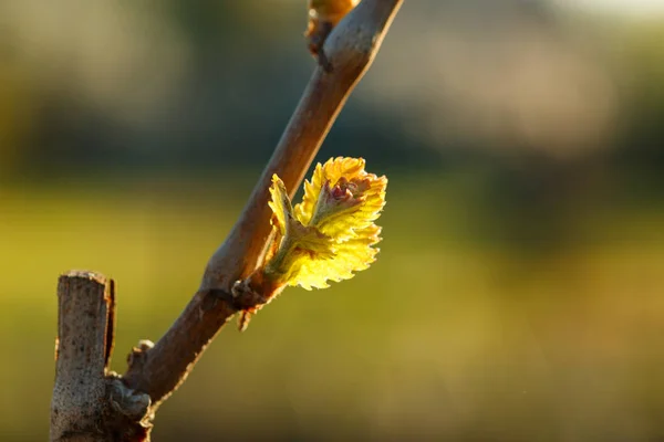 Бутони на гілках, природа прокидається після зими ранньою весною — стокове фото