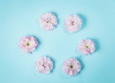 olia gül, Provence gül veya lahana gül ya da Rose de Mai