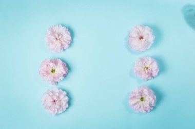 olia gül, Provence gül veya lahana gül ya da Rose de Mai