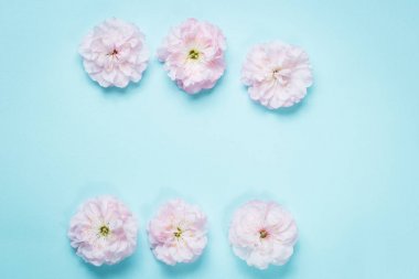 olia gül, Provence gül veya lahana gül ya da Rose de Mai
