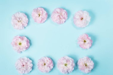 olia gül, Provence gül veya lahana gül ya da Rose de Mai