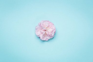 olia gül, Provence gül veya lahana gül ya da Rose de Mai