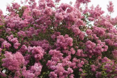 İlkbaharda çiçek açan güzel leylak