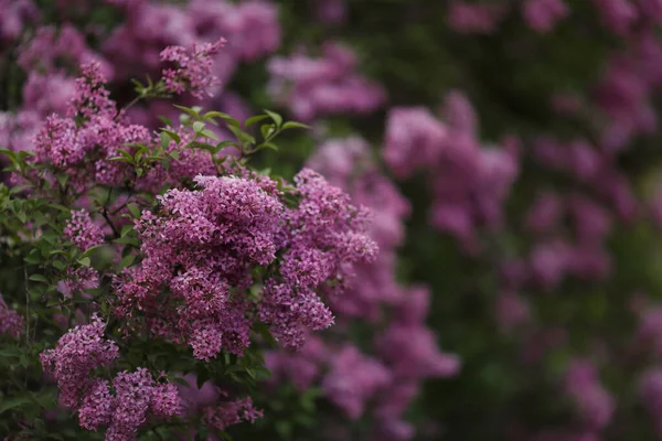 Floraison belle lilas au printemps — Photo