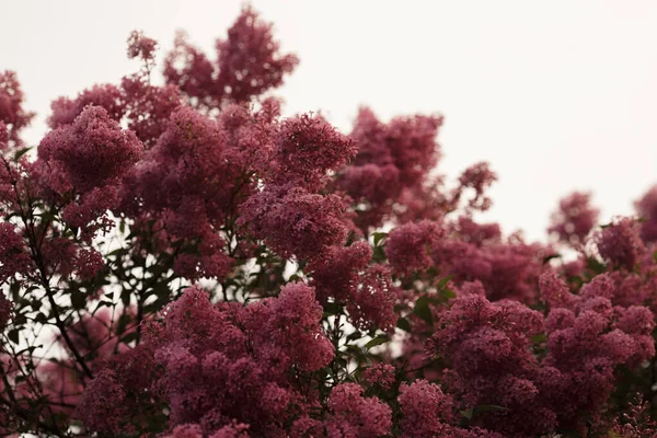 Floração bela lilás na primavera — Fotografia de Stock
